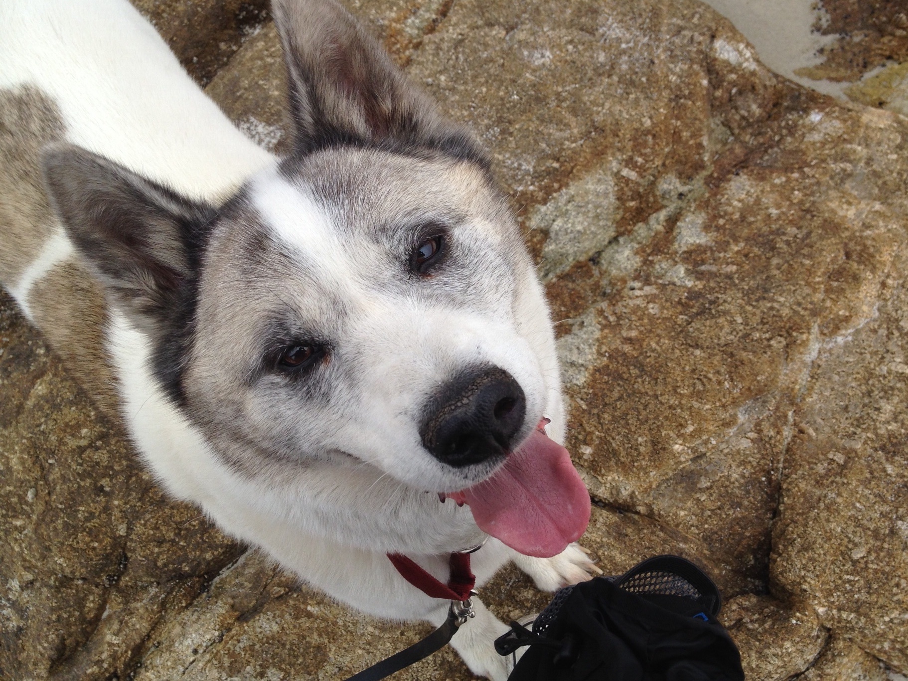 beautiful akita dog