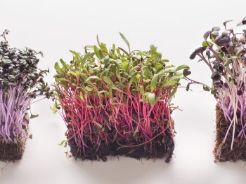 how to grow veggies indoors microgreens and sprouts